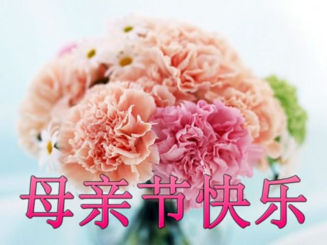 五月康乃馨,爱心献母亲