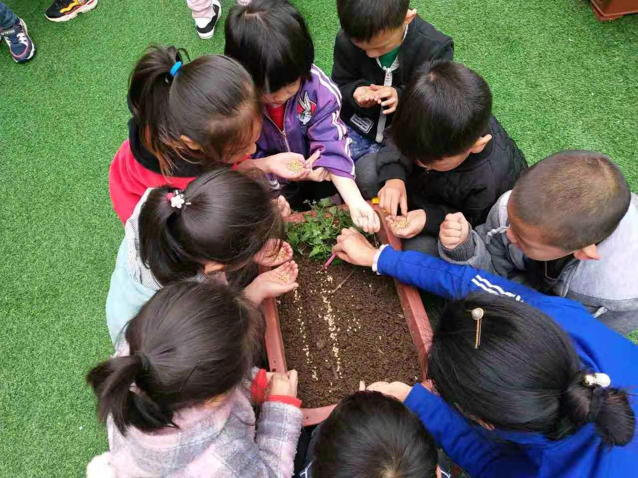 [唐庄]唐庄镇崇德幼儿园开展植物角种植观察活动