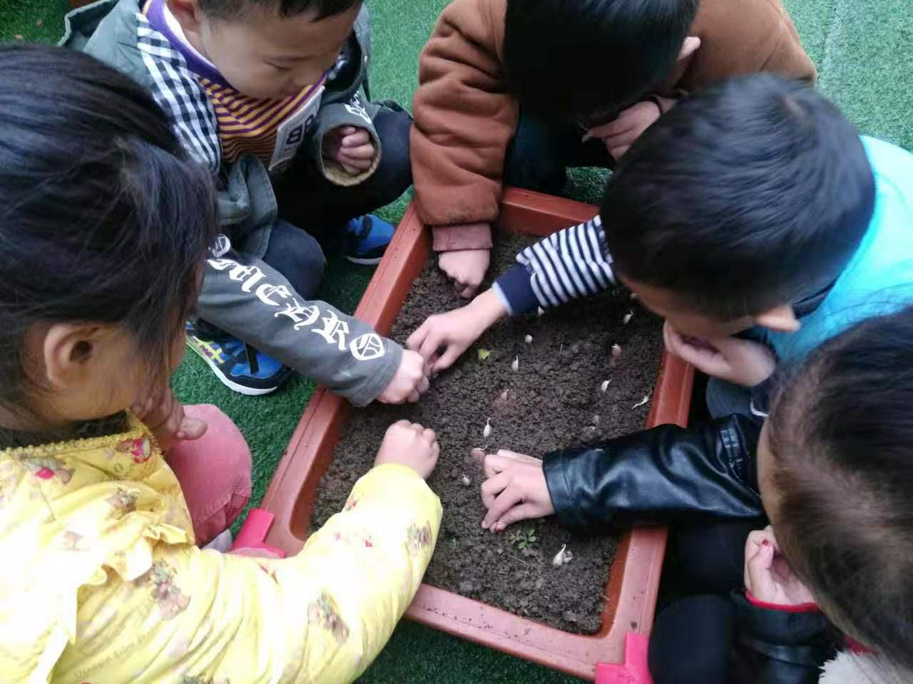 [唐庄]唐庄镇崇德幼儿园开展植物角种植观察活动