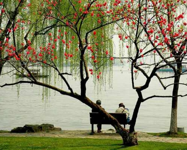 柳绿花红,春风拂面