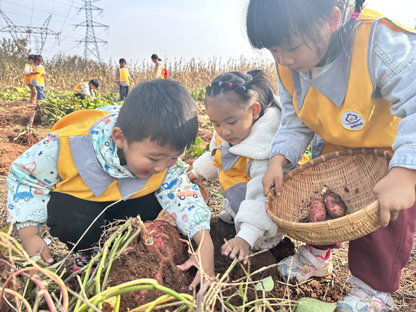 孩子们进入蓓蕾种植园挖红薯体验到了收获的快乐_副本.jpg